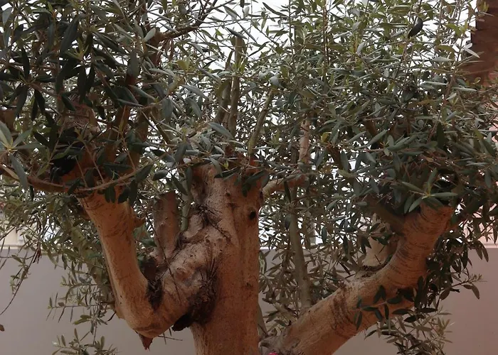 Casa Do Avô Gil Seixo (Coimbra)